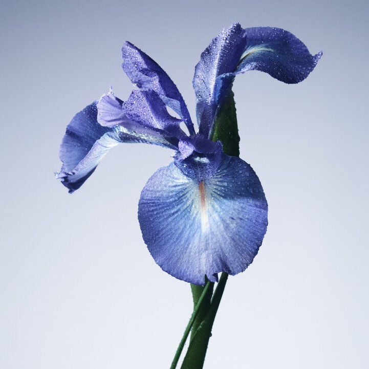 高級訂製淡香水花園-黎明鳶尾